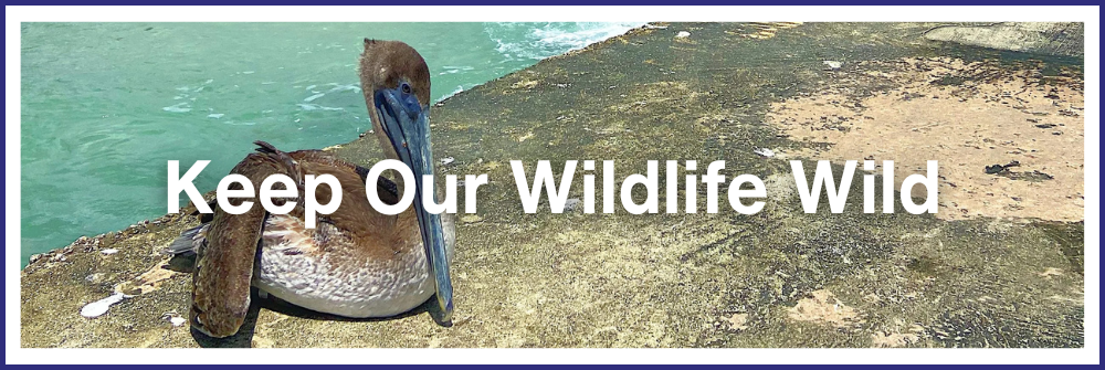 Keep Our Wildlife Wild