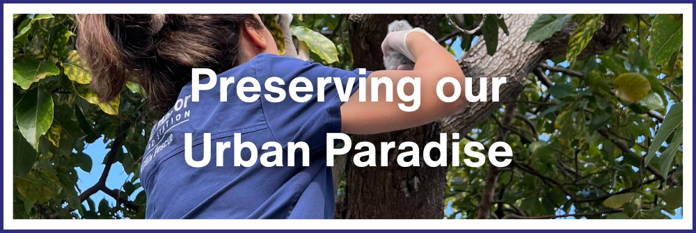 Preserving Our Urban Paradise