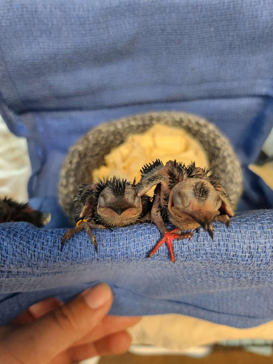 Two baby Chimney Swifts with eyes closed.