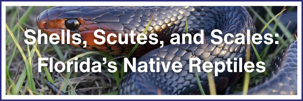Shells, Scutes, and Scales: Florida's Native Reptiles