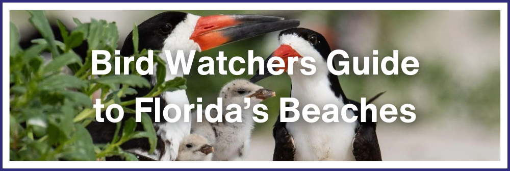 Bird Watchers Guide to Florida's Beaches