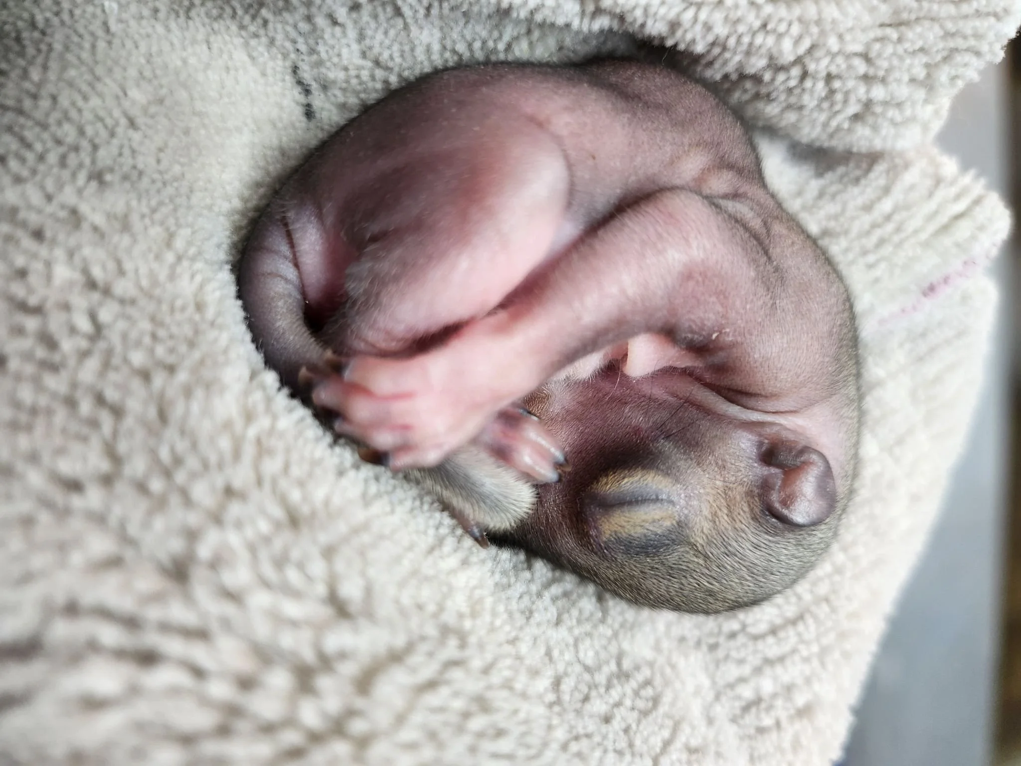 A pink baby squirrel with little hair and closed eyes.