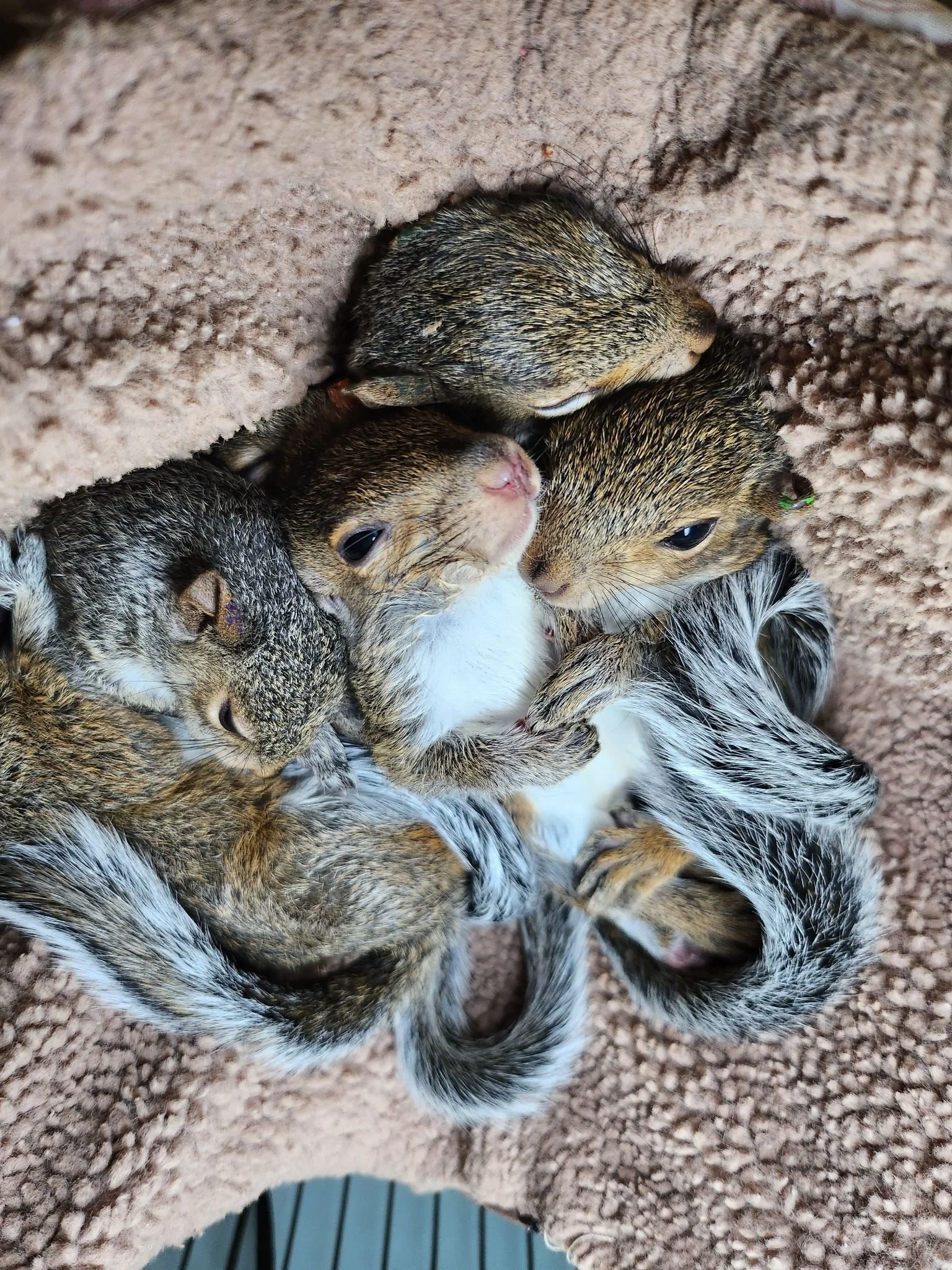 Four squirrels in a pile.