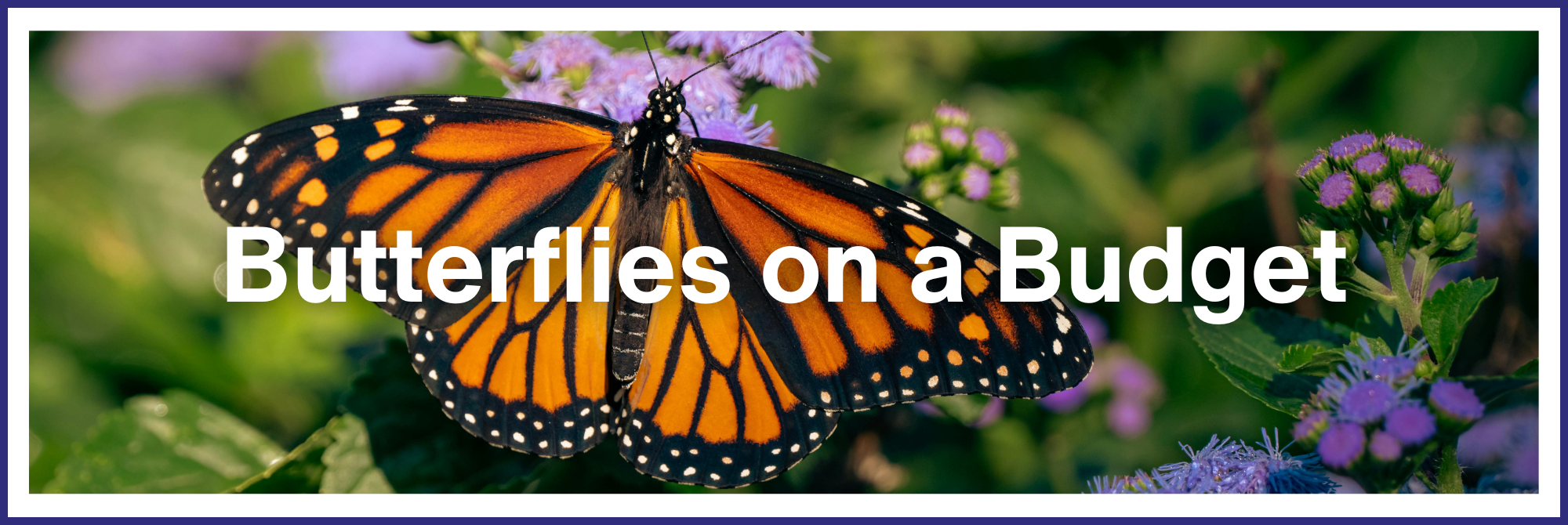 Butterflies on a Budget