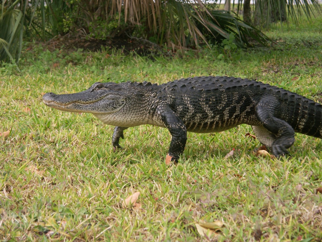 American Alligator at J. N. “Ding” Darling National Wildlife Refuge by USFWS.
