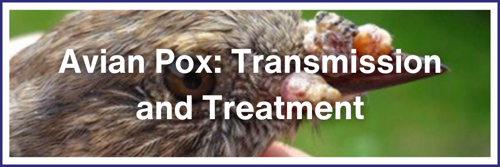 Avian Pox Transmission and Treatment