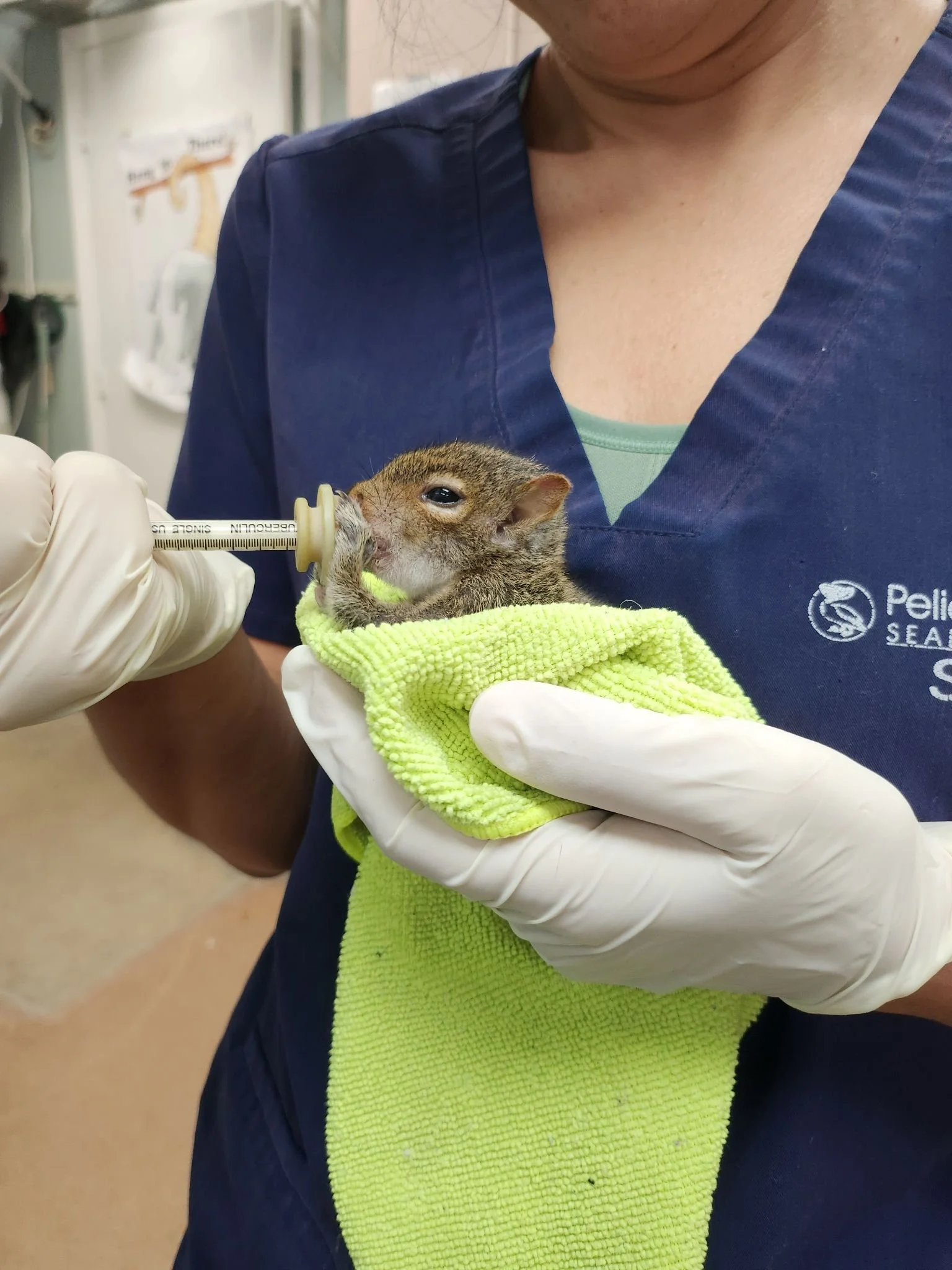 A baby squirrel held in the hands of a PHSS staff member.
