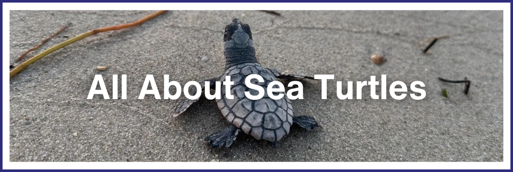 All About Sea Turtles