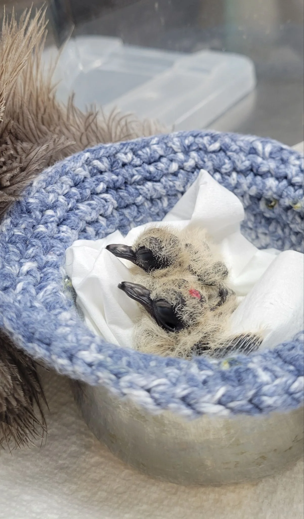 Two baby Mourning Doves.
