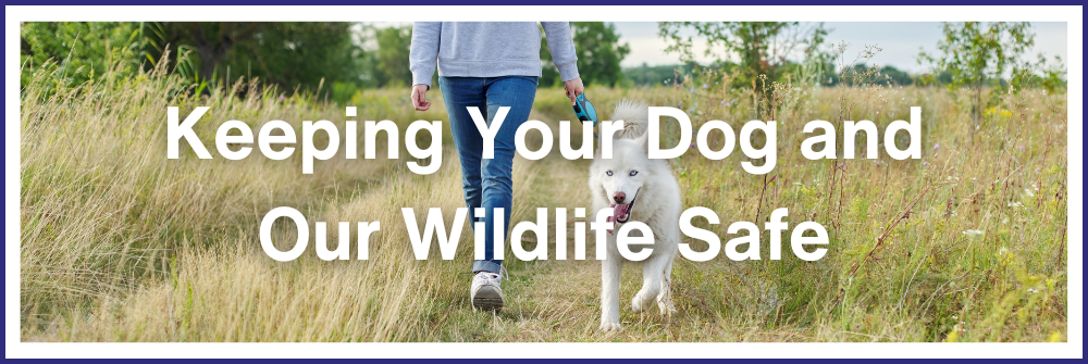 Keeping Your Dog and Our Wildlife Safe