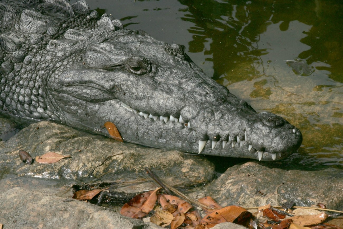 American Crocodile at Everglades National Park by Rodney Cammauf.