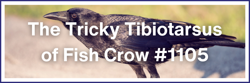 The Tricky Tibiotarsus of Fish Crow #1105