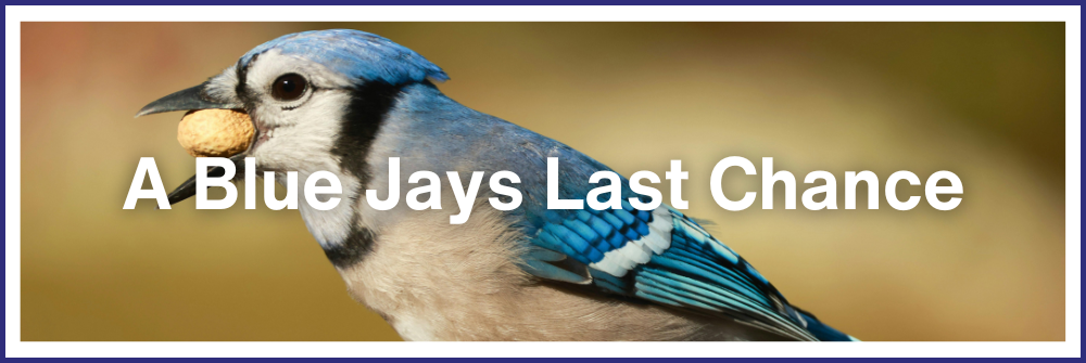 A Blue Jay's Last Chance