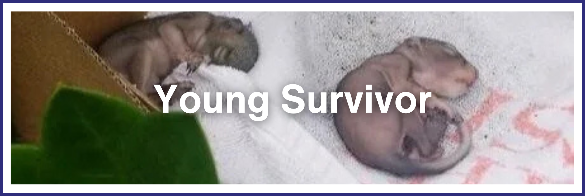 Young Survivor