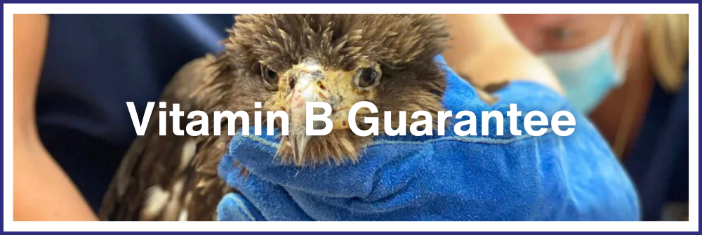 Vitamin B Guarantee