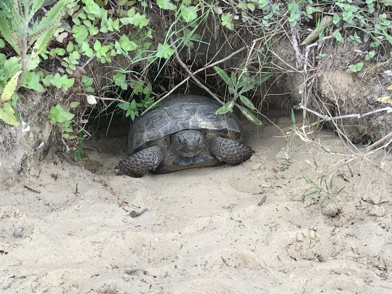 Gopher Tortoise in a burrow entrance at Merritt Island National Wildlife Refuge by James Lyon.
