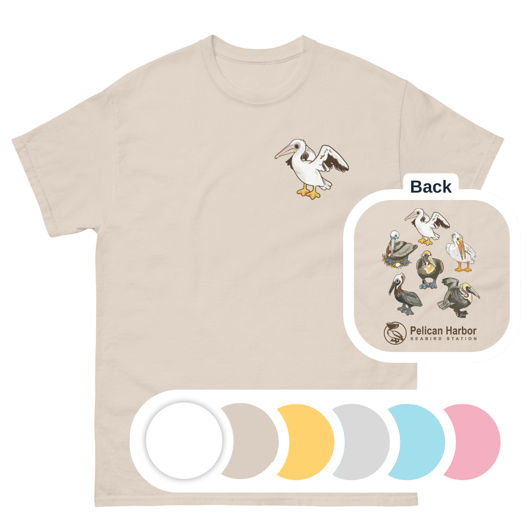 Adult Pelican.png