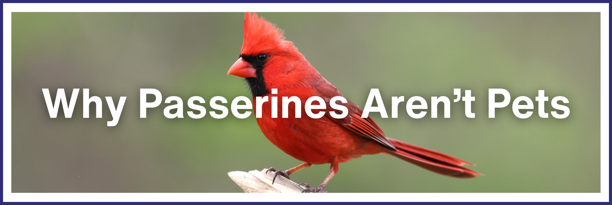 Why Passerines Aren't Pets