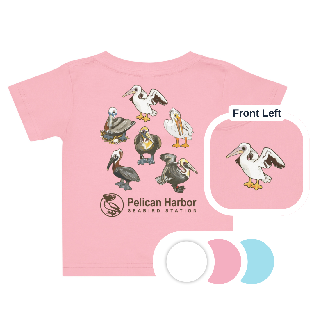 Baby Pelican.png