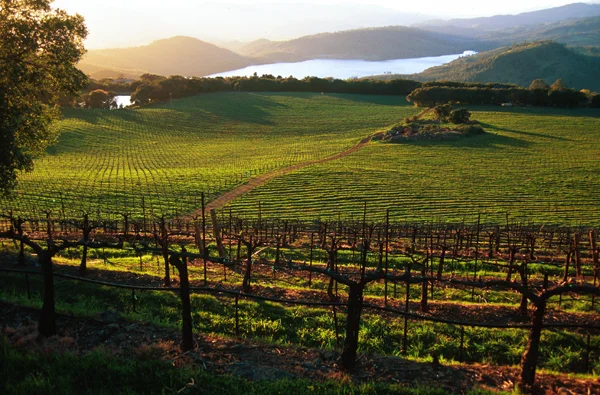 daniel-dycus-chappellet-vineyard.jpg