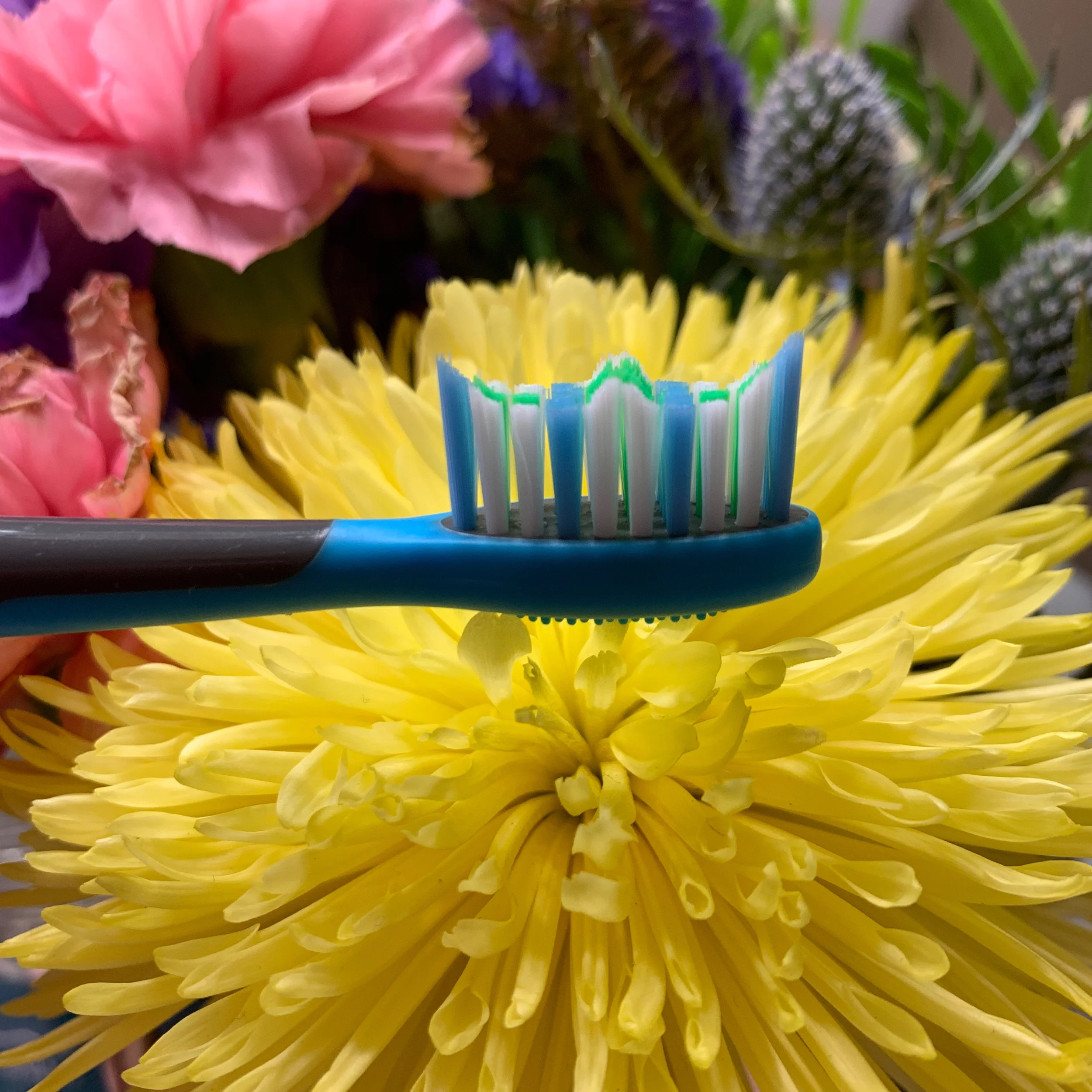 caripro toothbrush head detail shot.jpeg