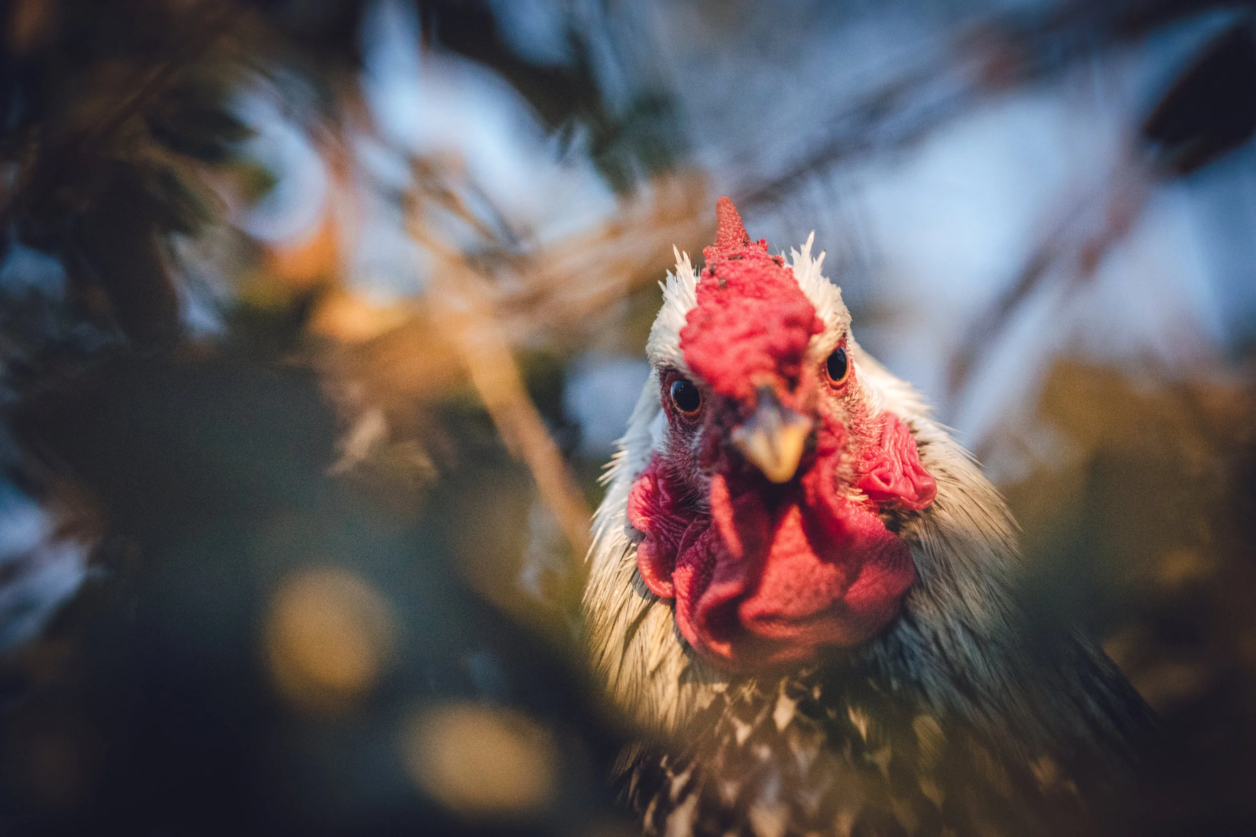 Chicken Adventures