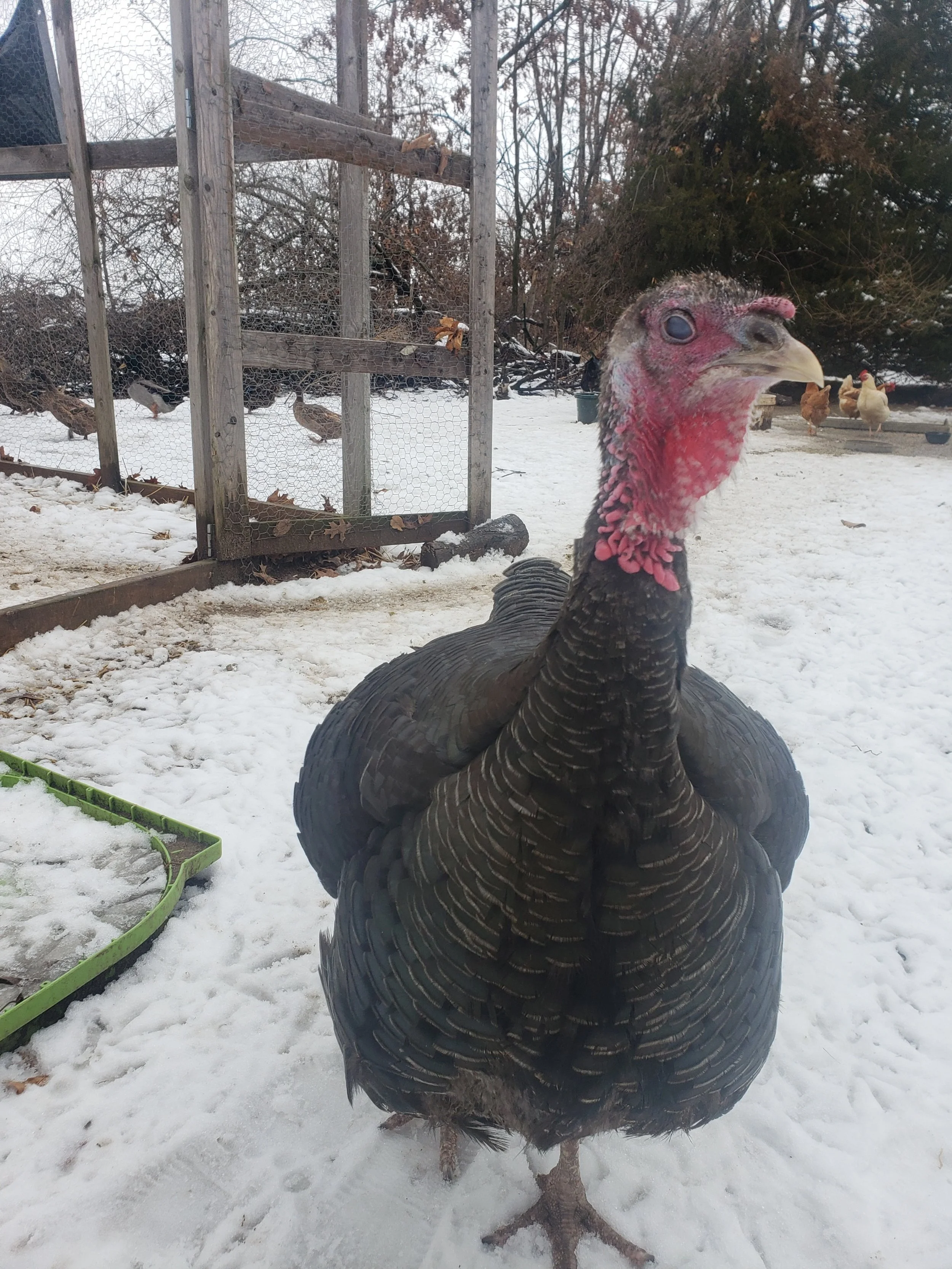 Fluffy is still around, though I'm keeping a close eye on him to make sure he's not bothering our girls.