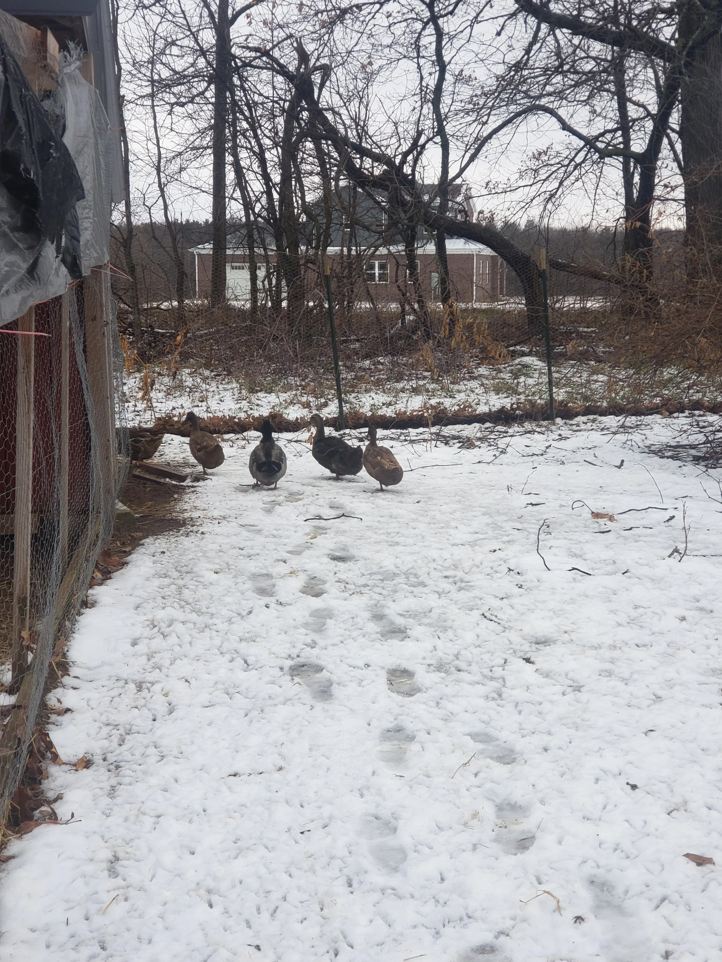 Ducks doing their own duck thing and waddling away from me 😂