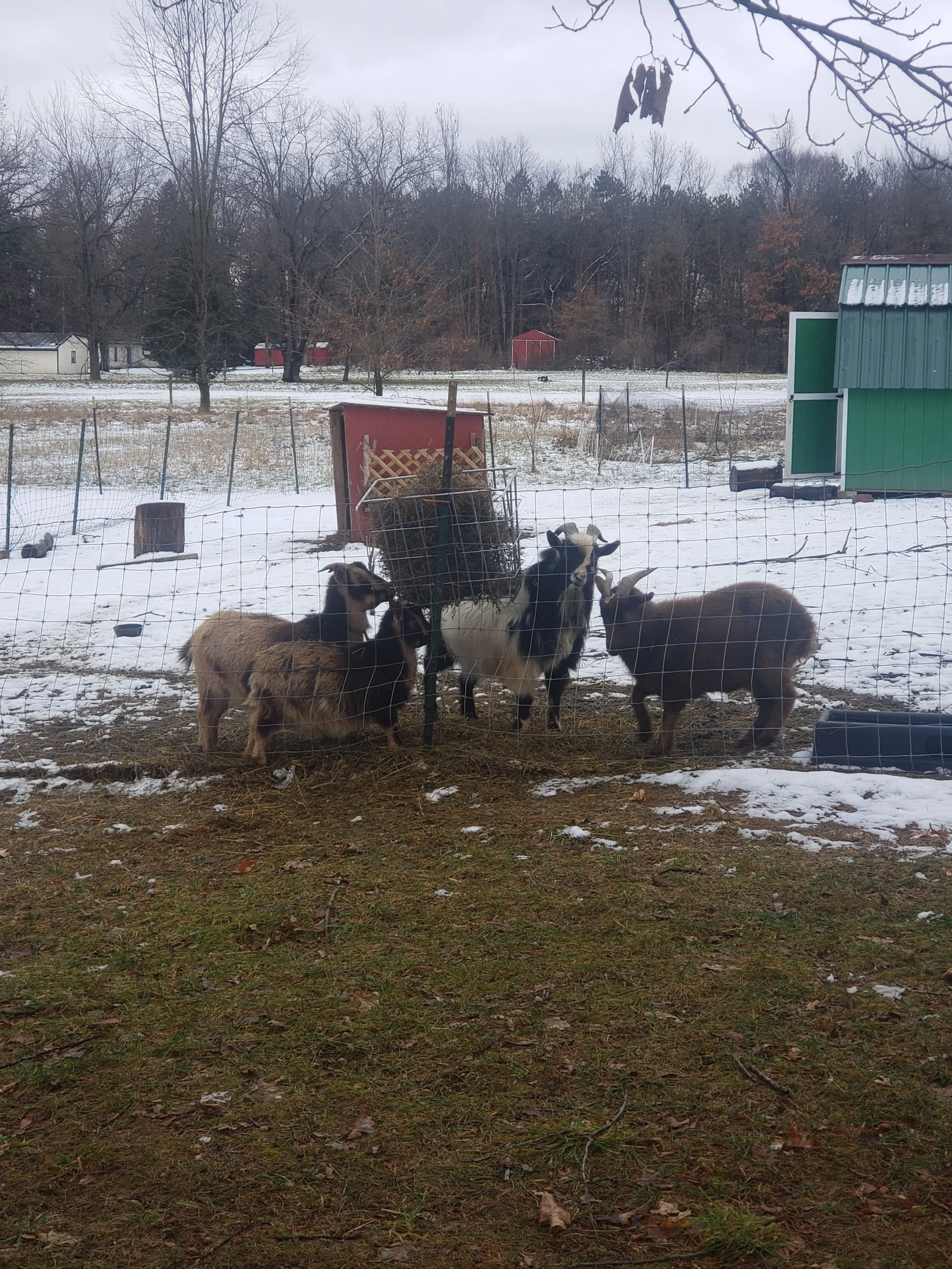 Goats enjoying their hay snack. The two girls on the left should kid sometime in March, I think. Lila is at the second feeder, not in this picture.