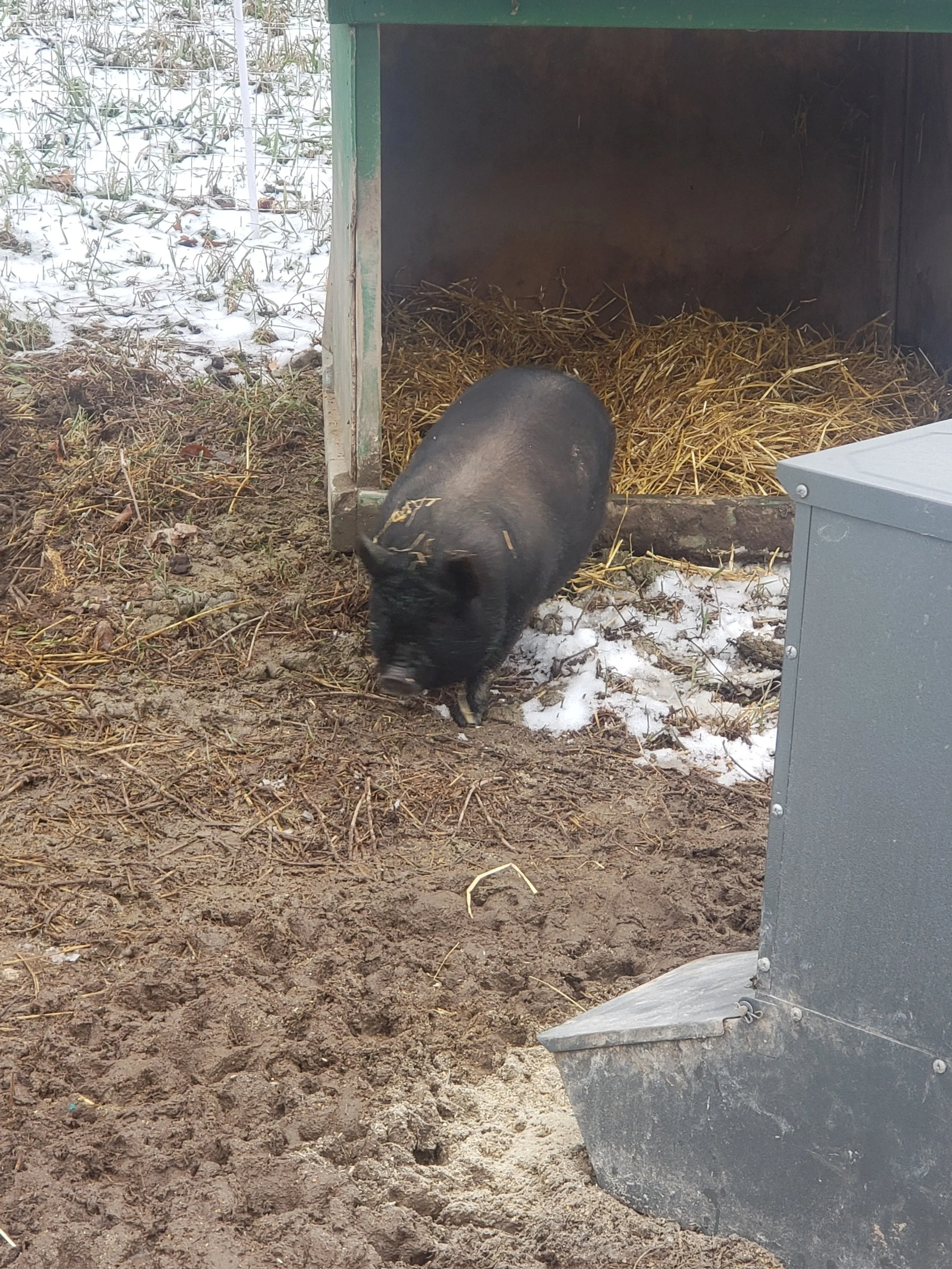 One of the piggies is investigating their little hut. I had to move it to a new spot as it got so muddy at the old one, I didn't think throwing some straw on top would help!