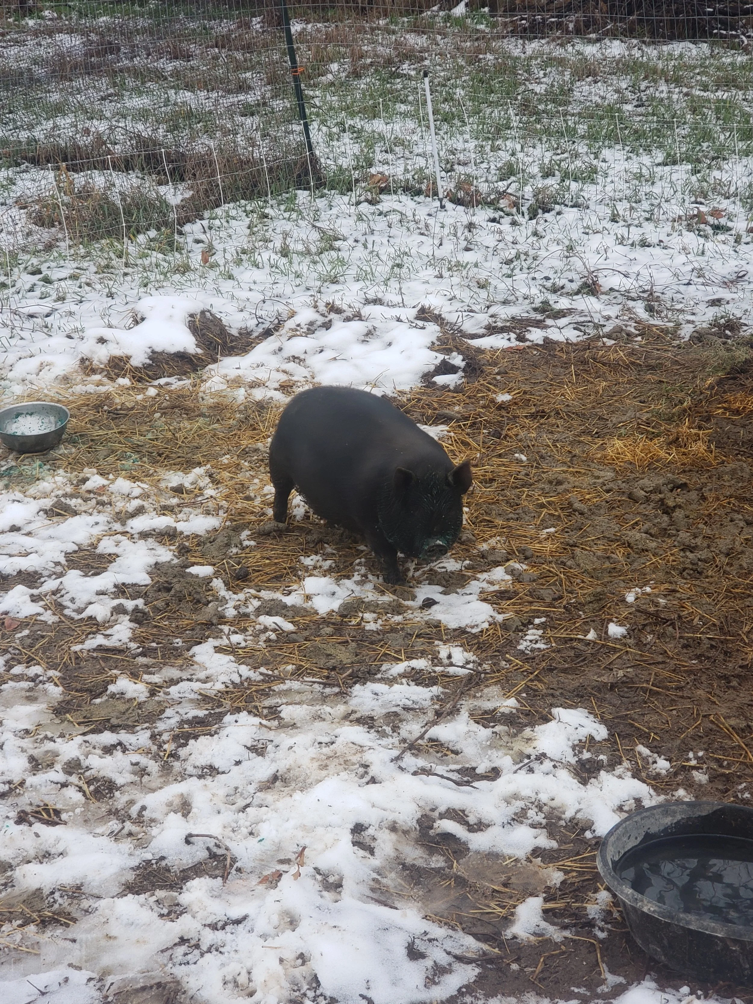 And here's the second piggy, hanging out. I can't wait until it is spring and I start moving them through the woods.