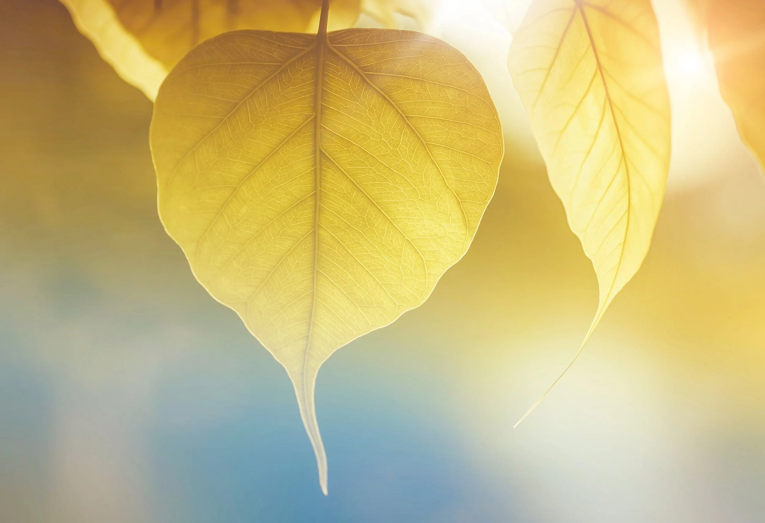 Mindfulness Meditation on Death & Dying