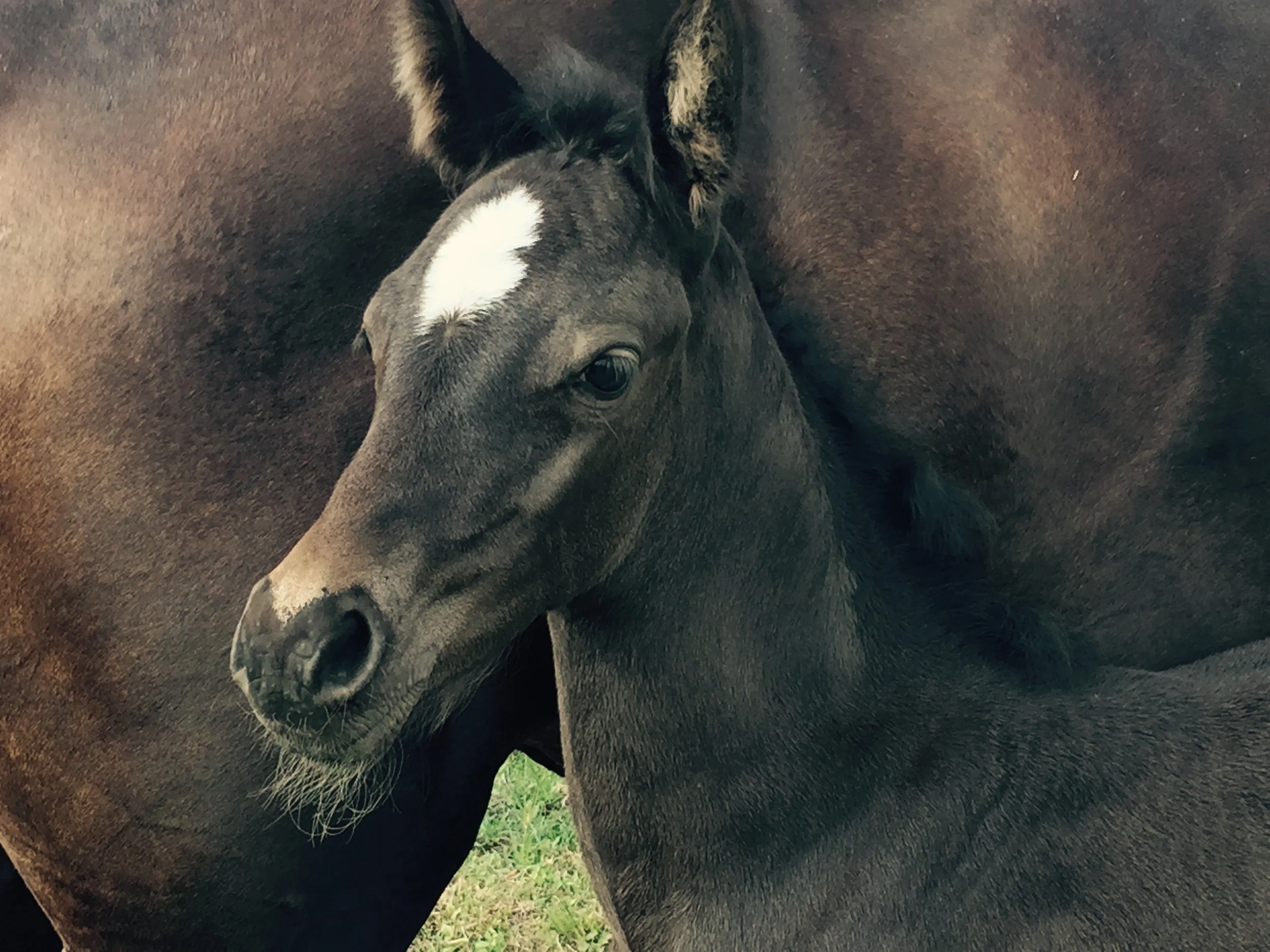 Black Arab/Standardbred filly