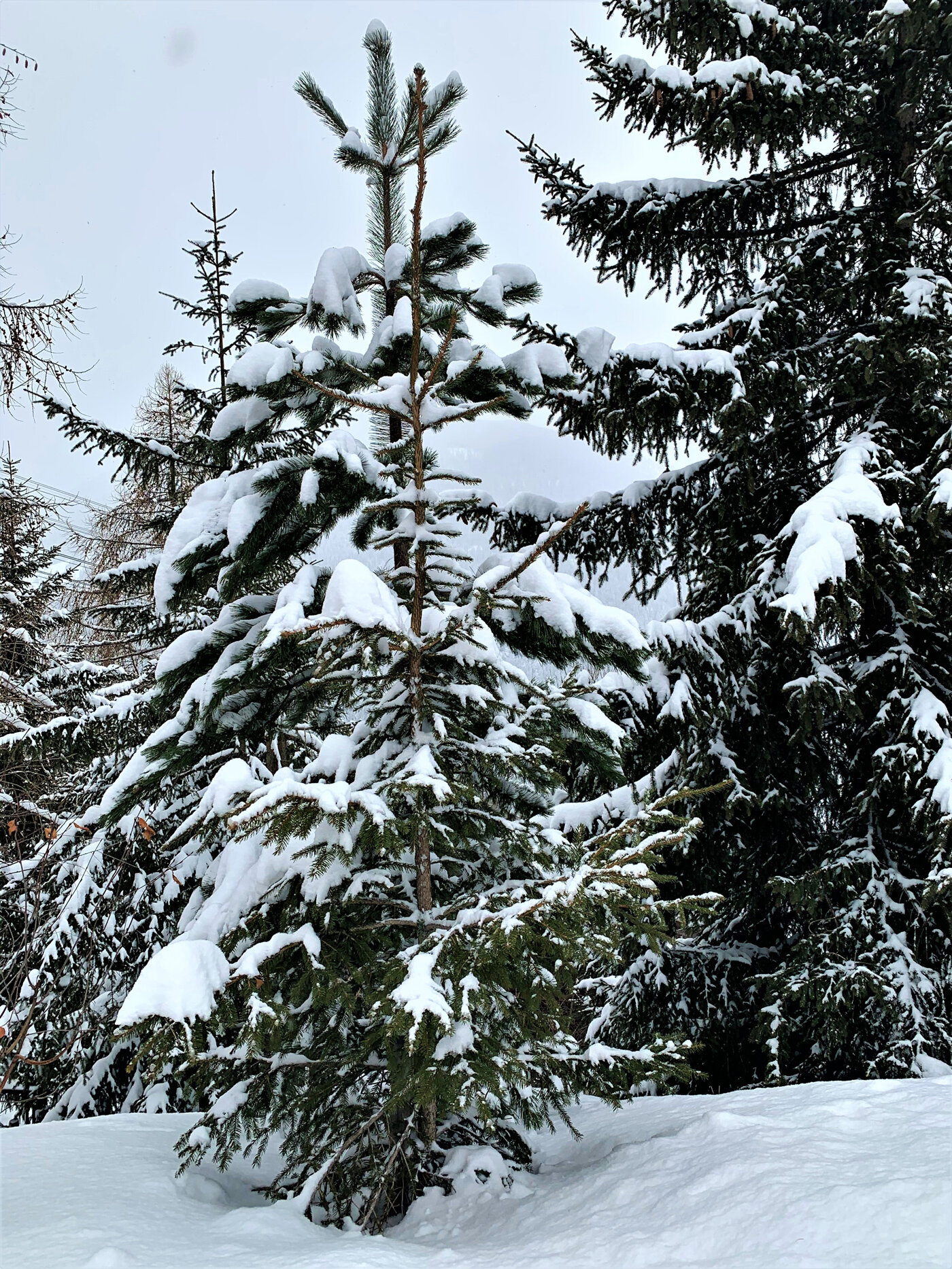 Snow-trees-1.jpg