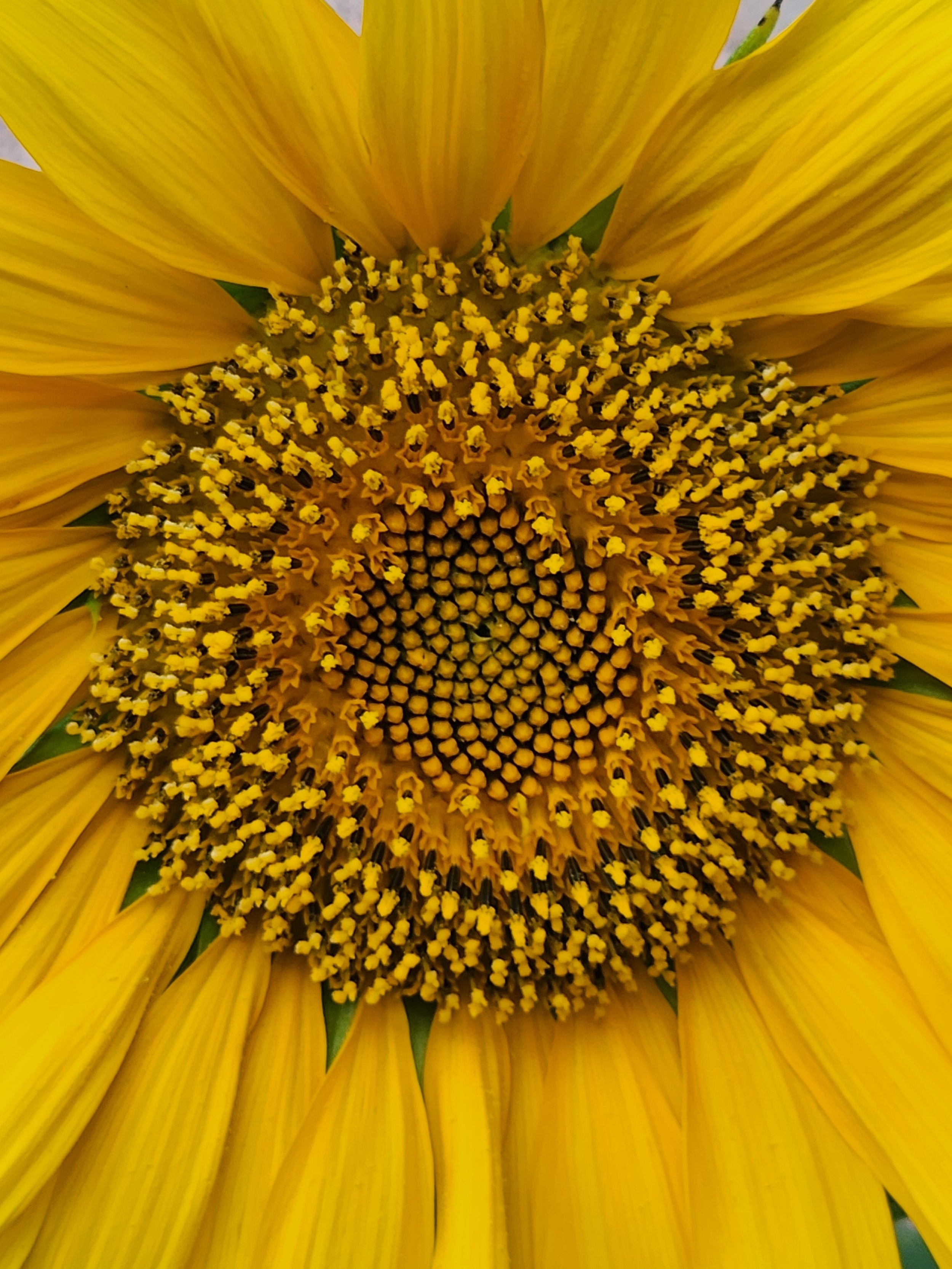 Bursting with Life