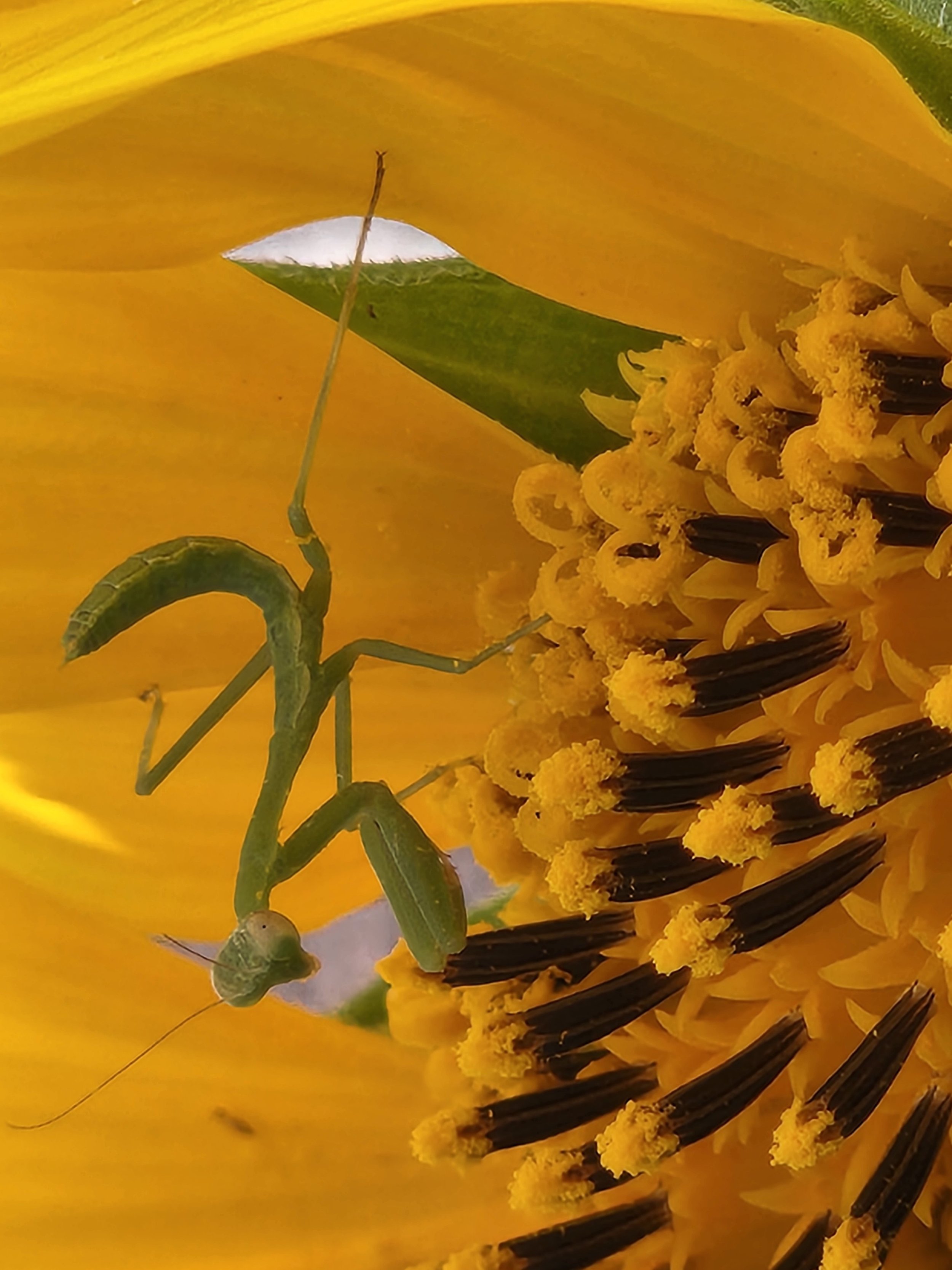 Silly Sunflower