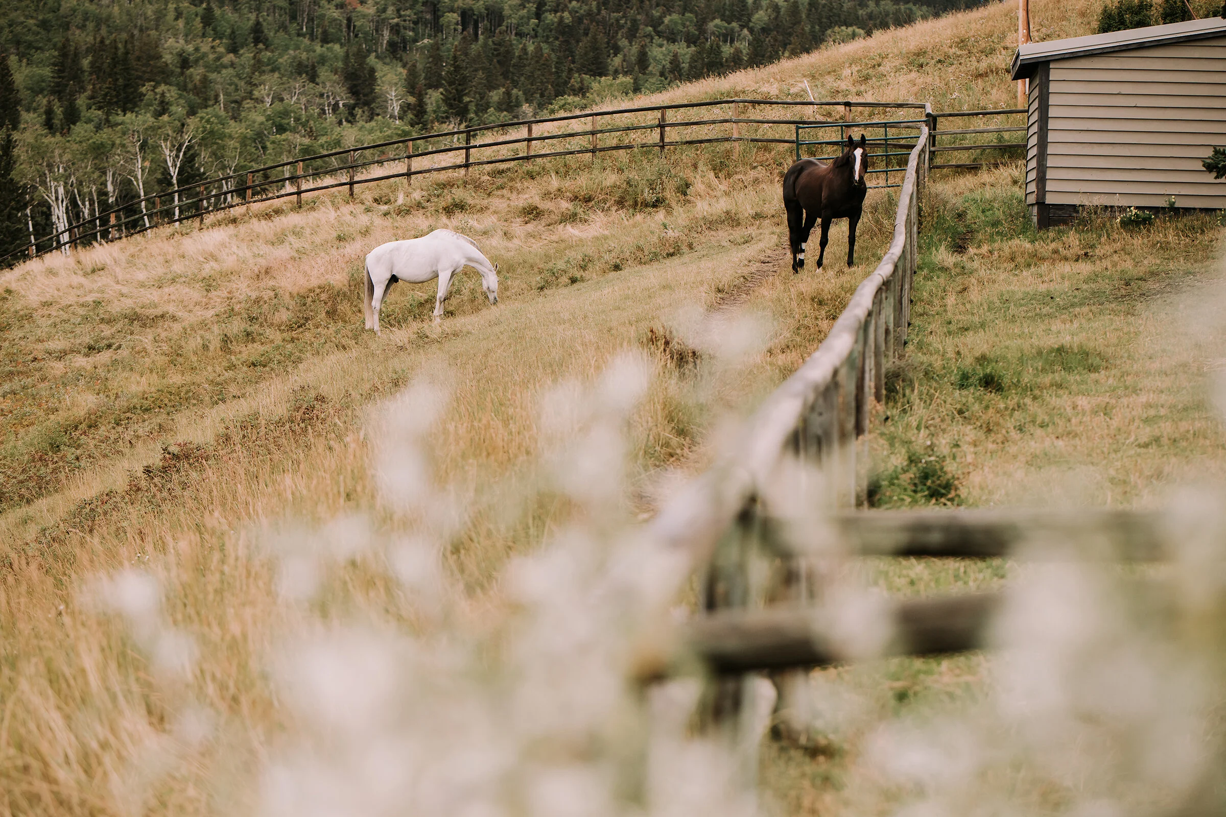 This Unconventional Farm Wedding Breaks All the Rules and We Love it // Mark & Saphron - on the Bronte Bride Blog
