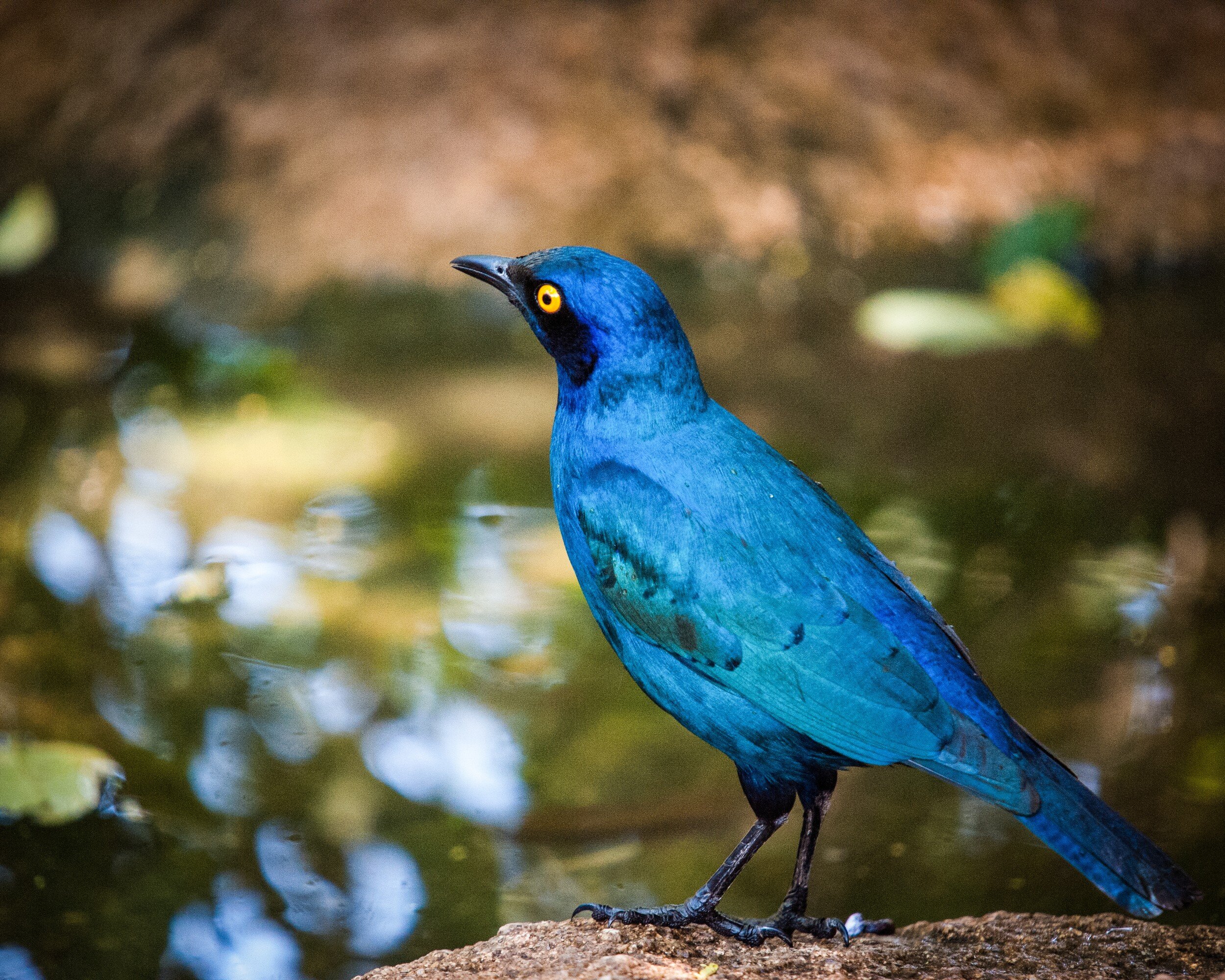 Cape Glossy Starling #1, 2010