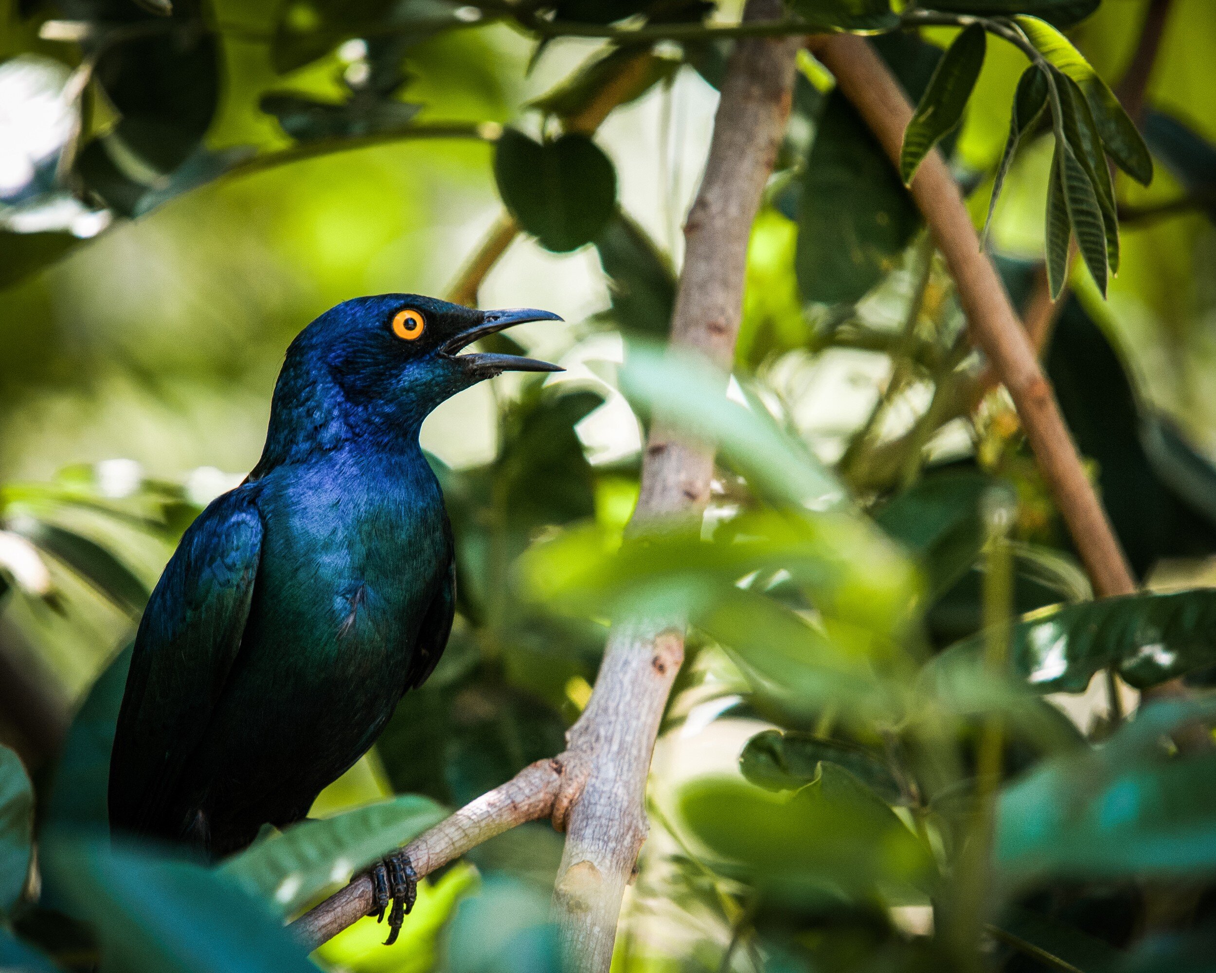 Cape Glossy Starling #2, 2010