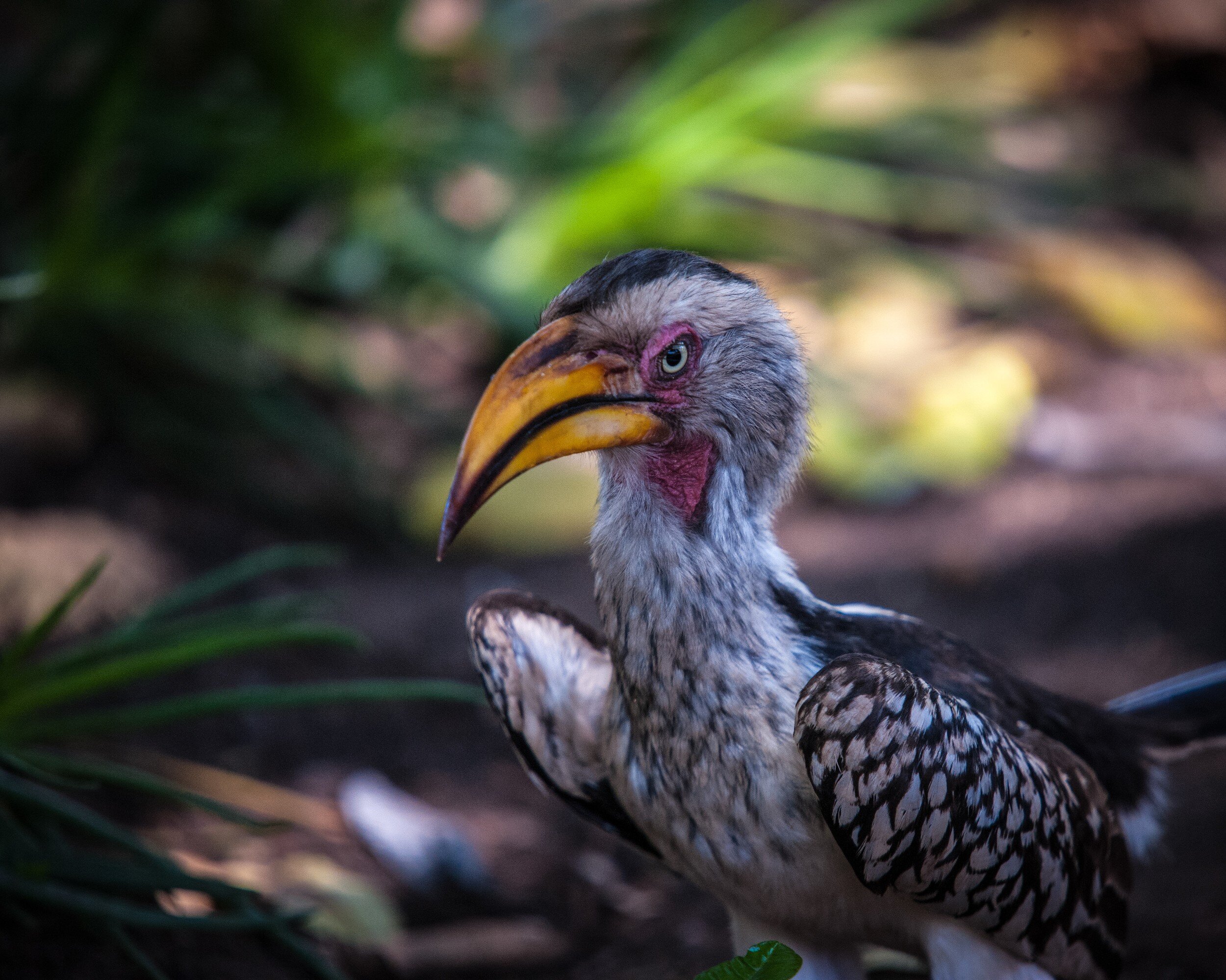 Southern Yellow-Billed Hornbil, 2010