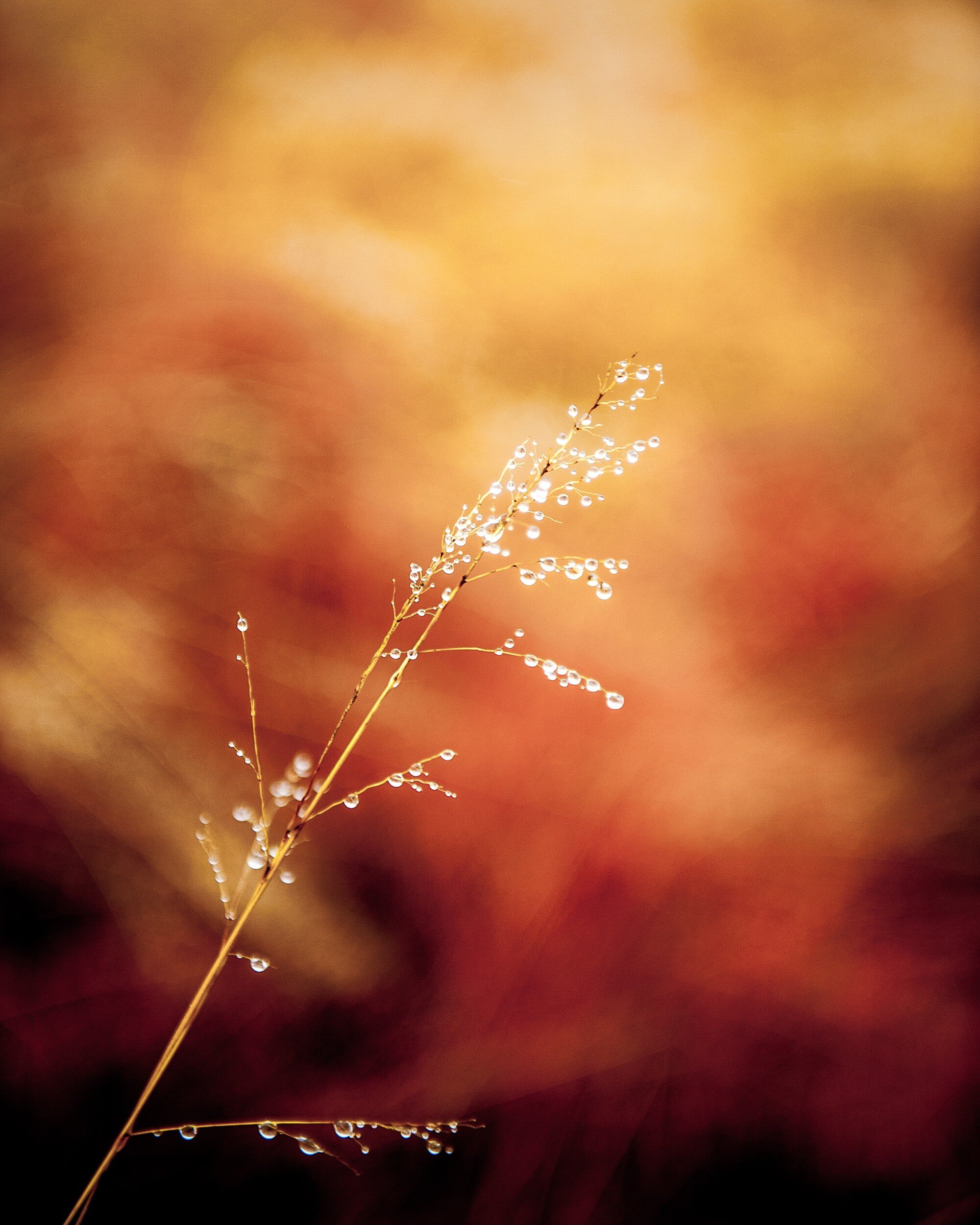 Grass With Water Drops 1, 2010