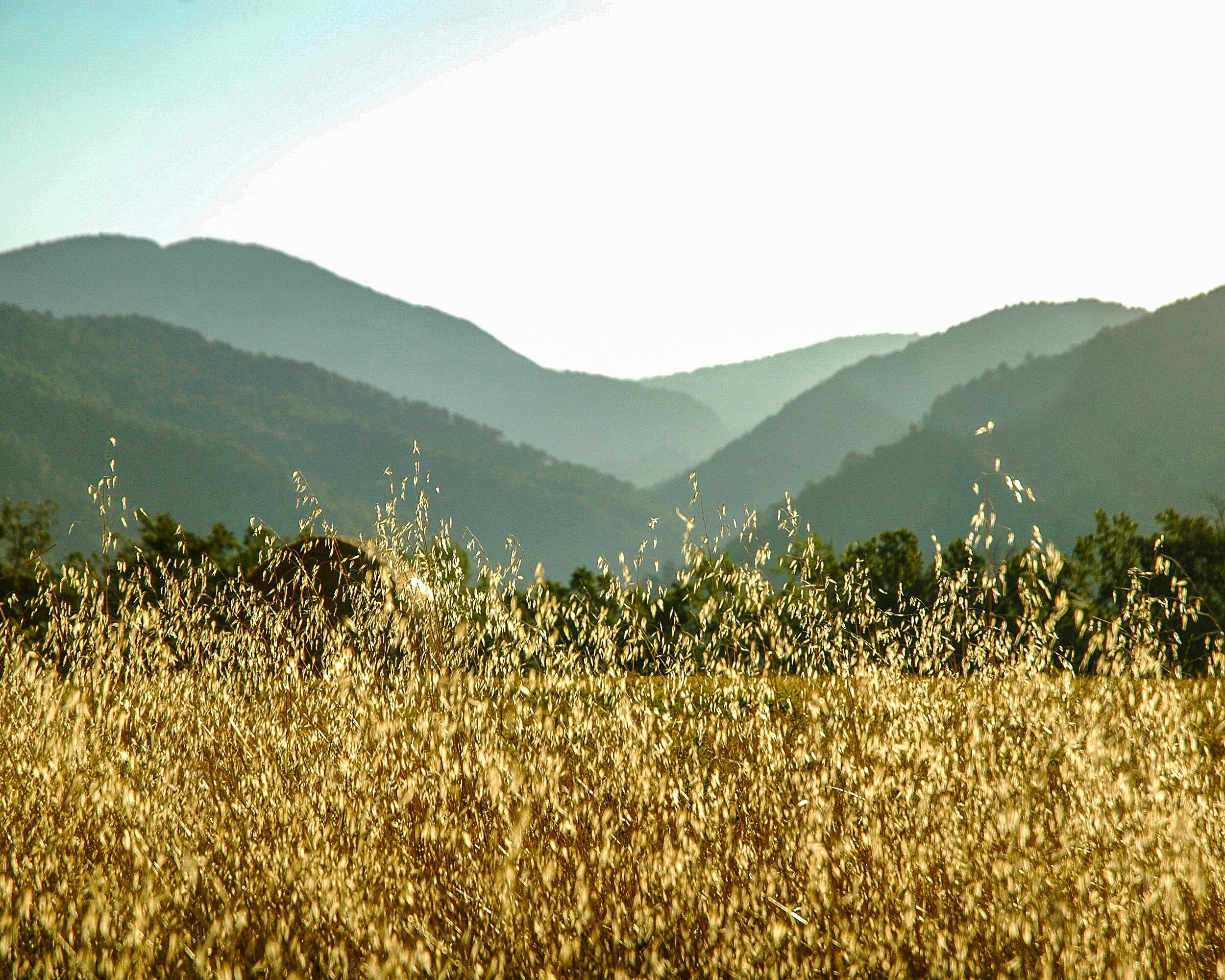 Grain in Spain 1, 2007