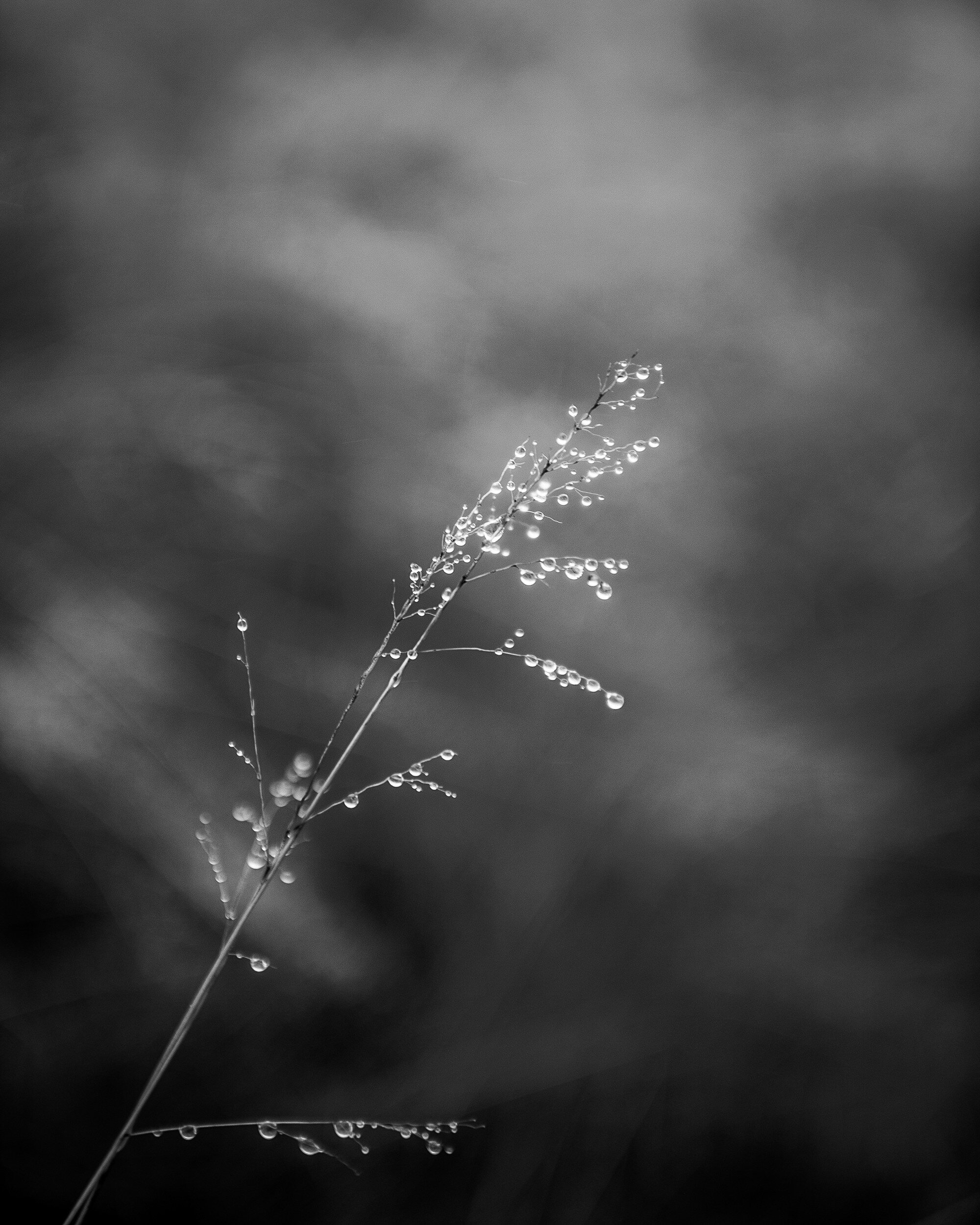 Grass With Water Drops 2, 2010