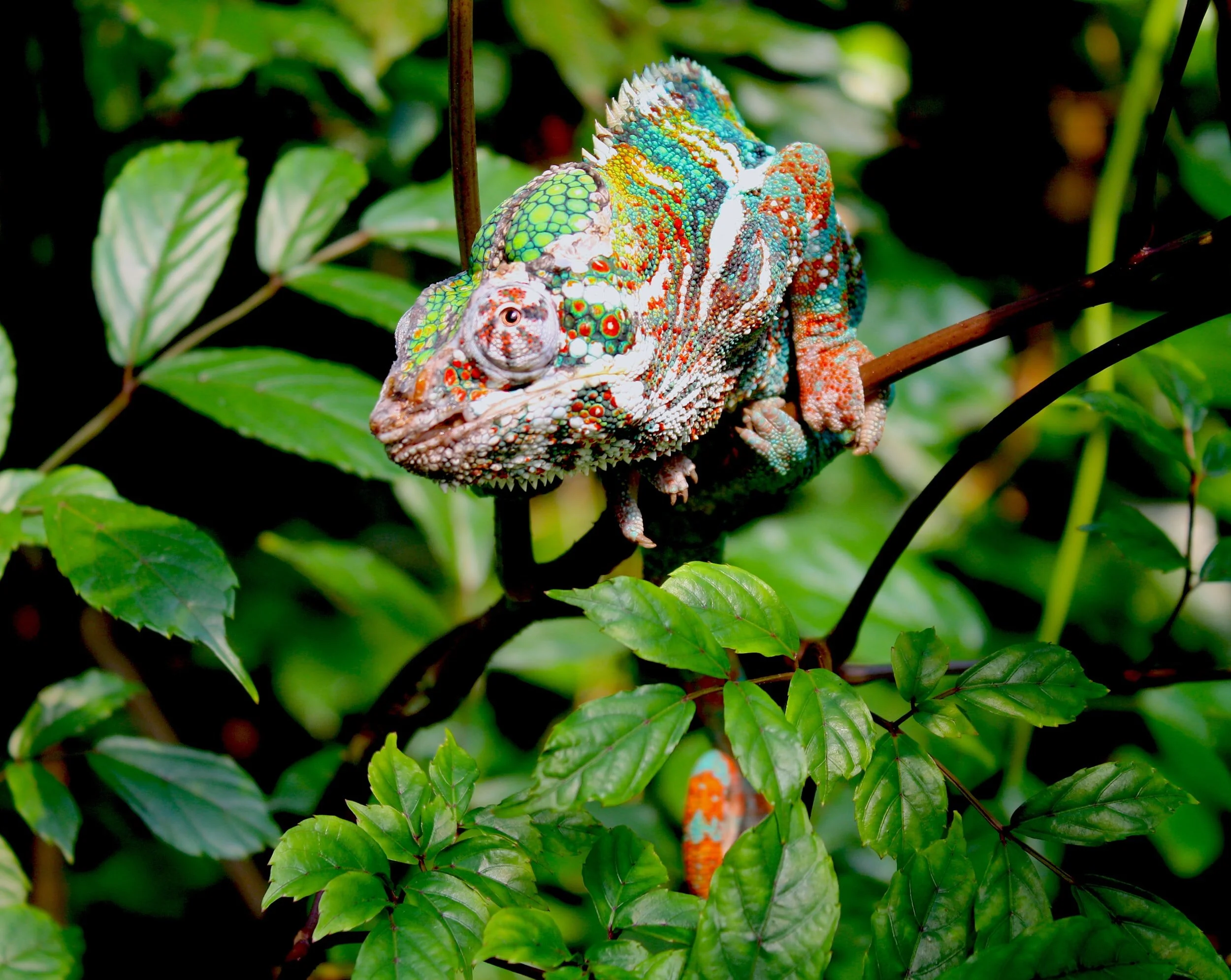 The Chameleon Sutras