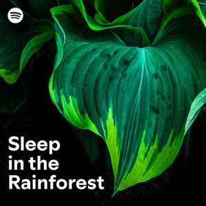 sleep in the rainforest.jpeg