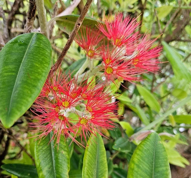 Pohutukawa.jpg