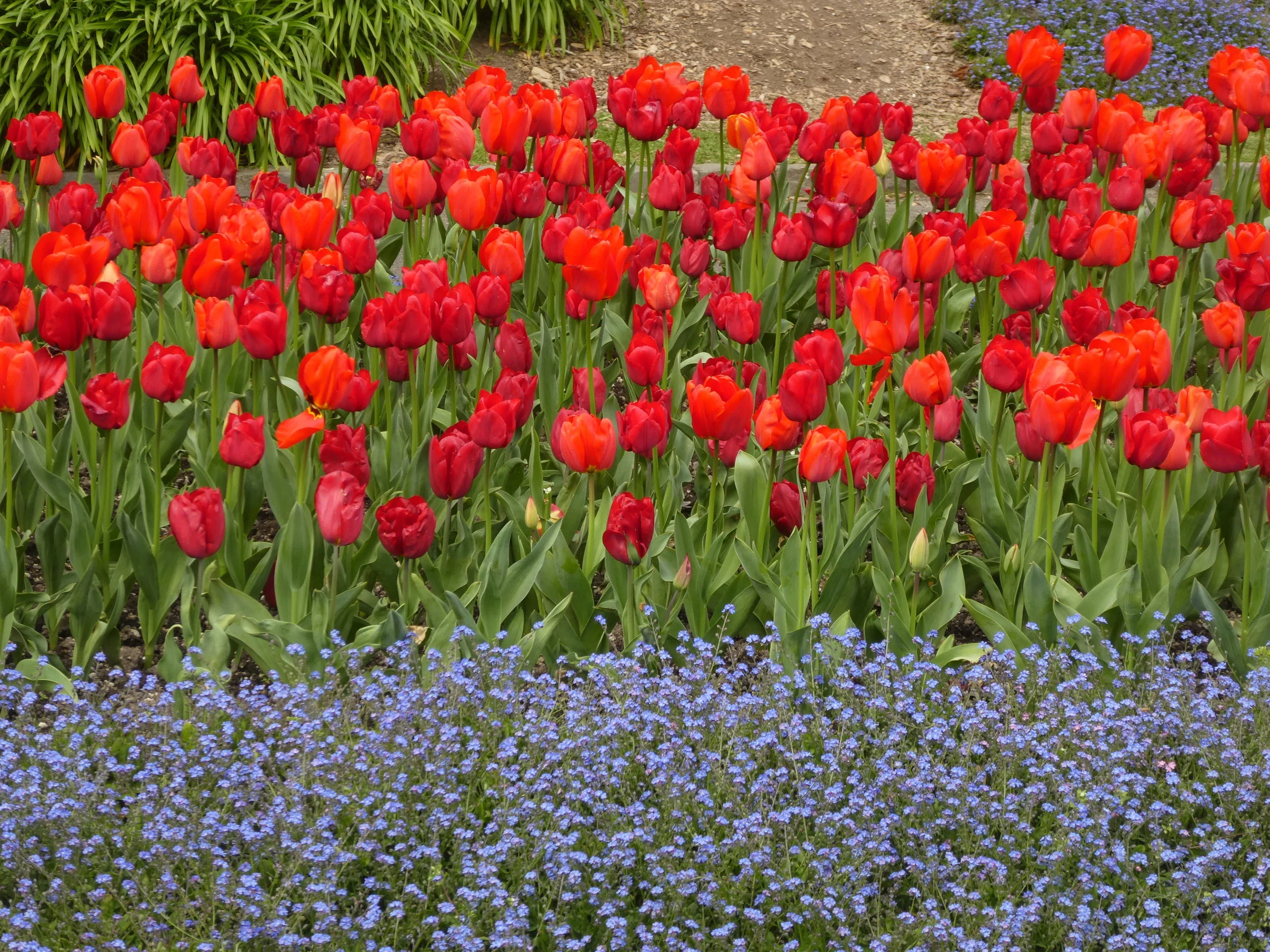 Spring Festival at Wellington Botanical Gardens