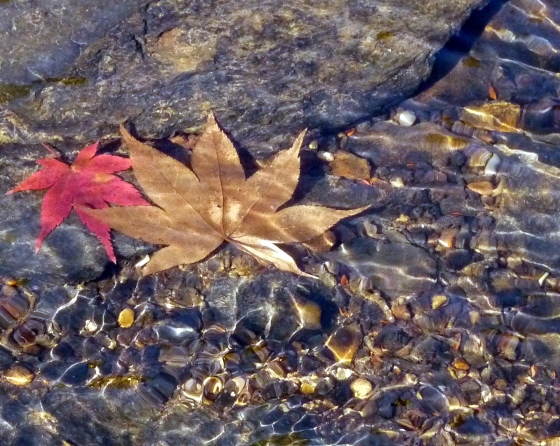 Visit to a Japanese Garden 