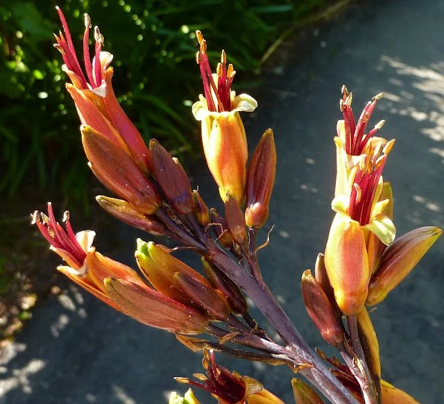 FlaxFlowers.JPG