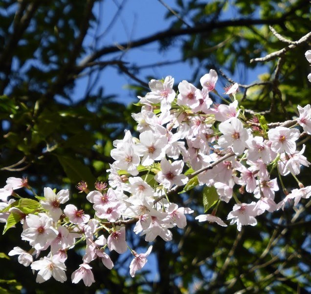 The Art of Ikebana Exhibition at the Wellington Botanical Gardens